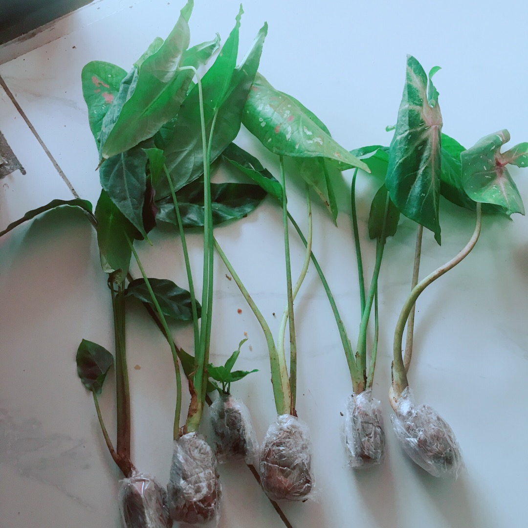 Keladi Tikus Terbaik