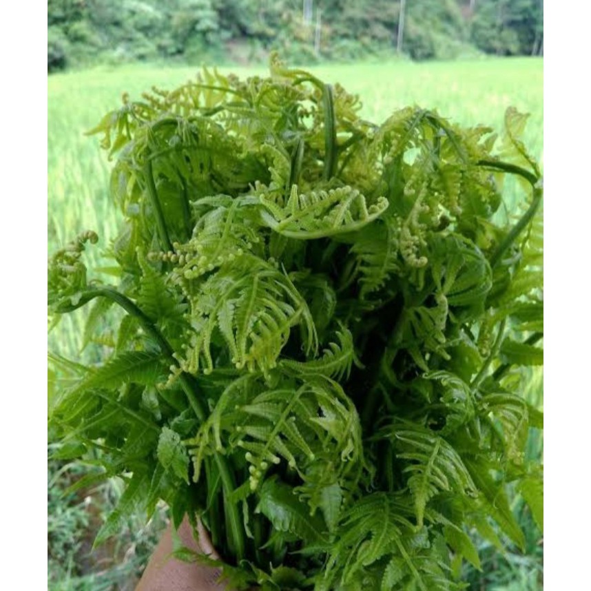 

Bibit UNGGUL sayur pakis