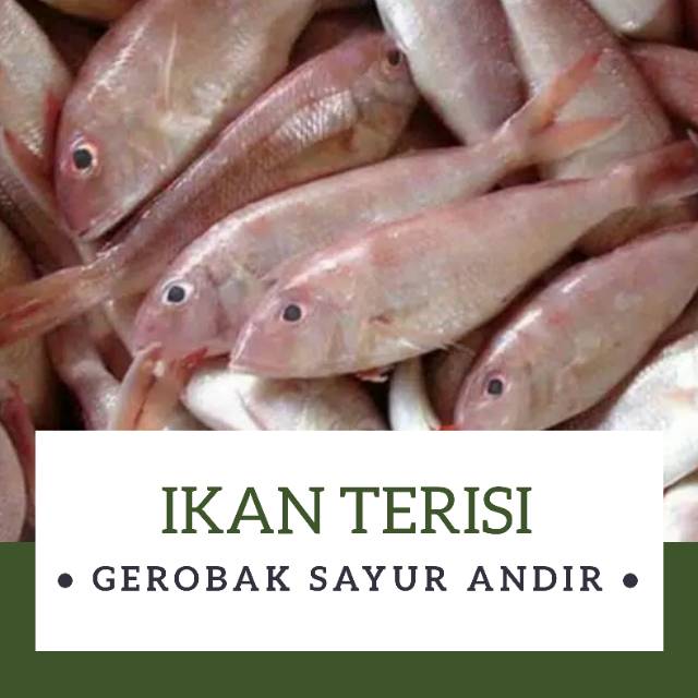 

IKAN TERISI FRESH /500gr