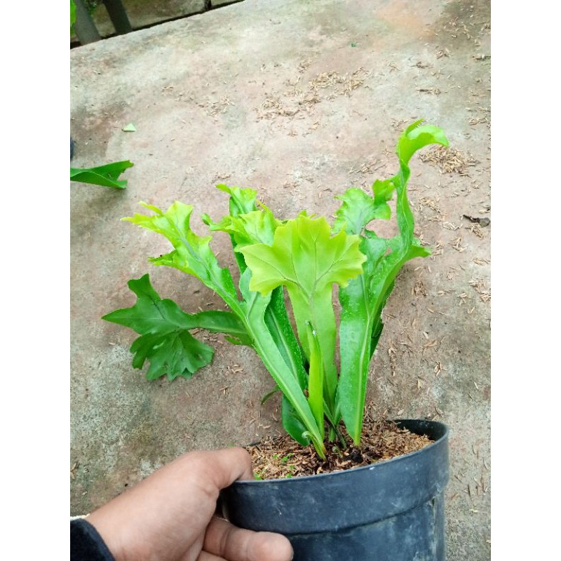 tanaman pakis kadaka tanduk rusa