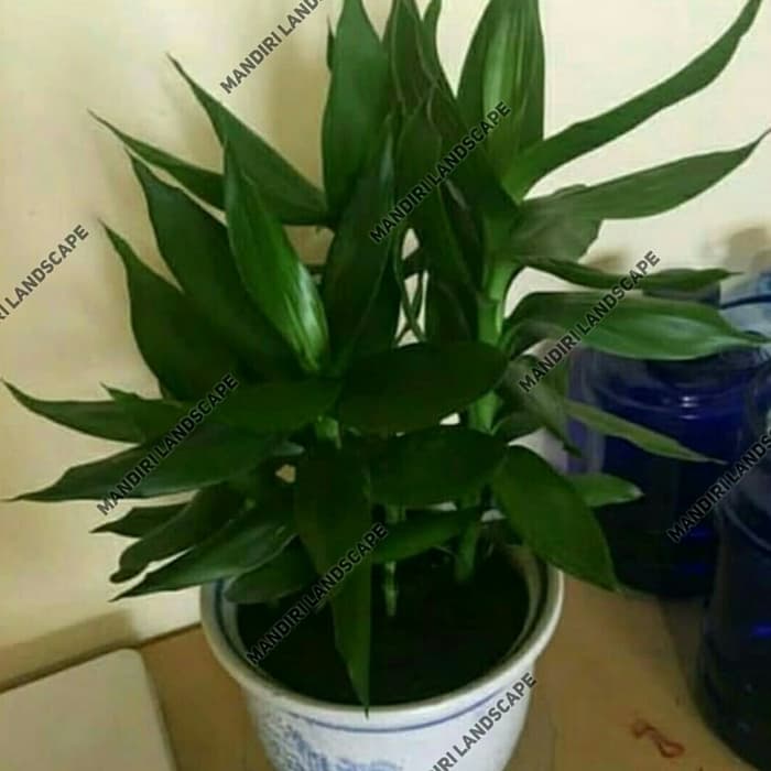 Tanaman Hias Sri Rejeki Hijau