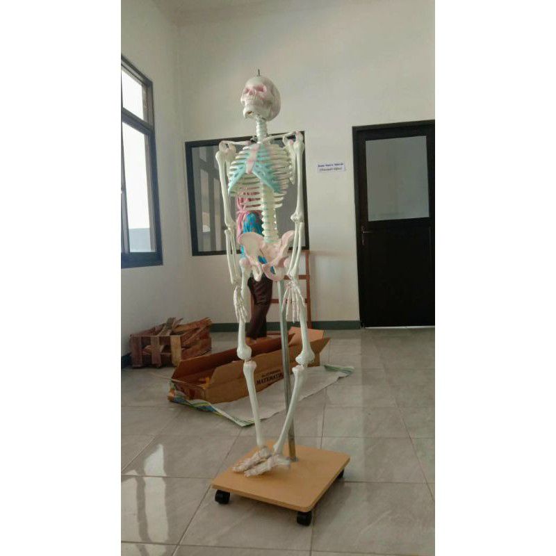 

Alat Peraga Pendidikan kerangka Manusia Mini 100cm