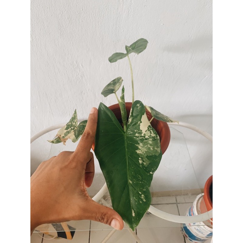 Alocasia Macrorrhiza Variegata Sente Varigata