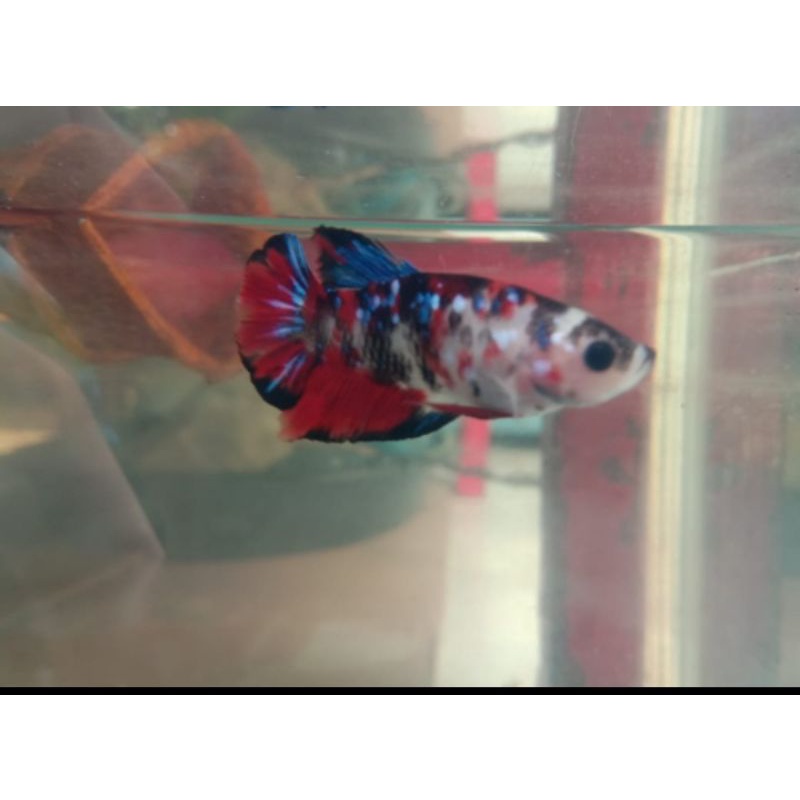 Ikan Cupang Black Koi Galaxy Size M+