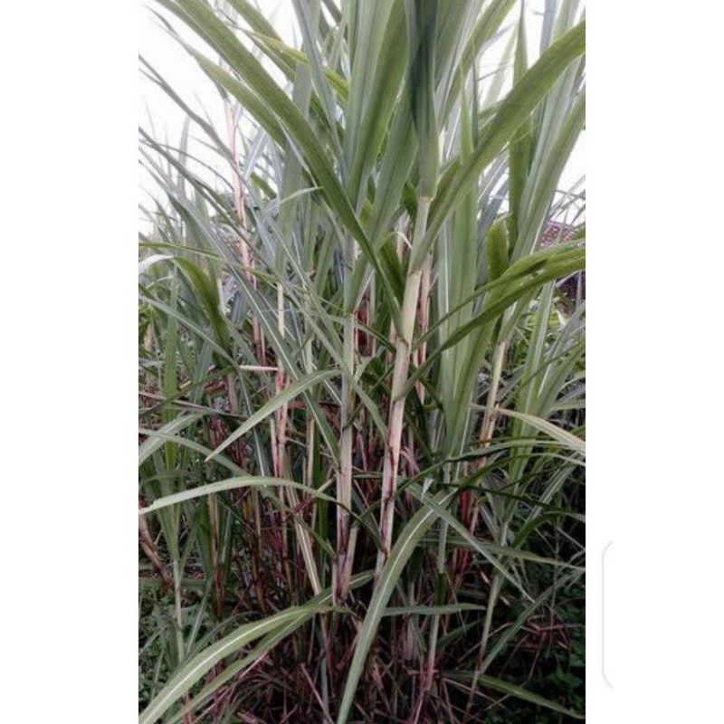 

bibit stek tebu telur/terubuk/ endog tiwu murah, langsung tanam