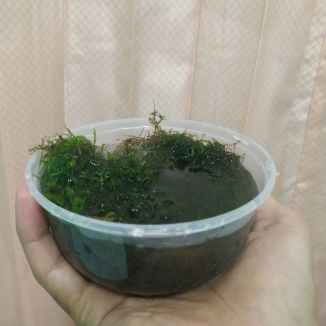 Moss aquascape