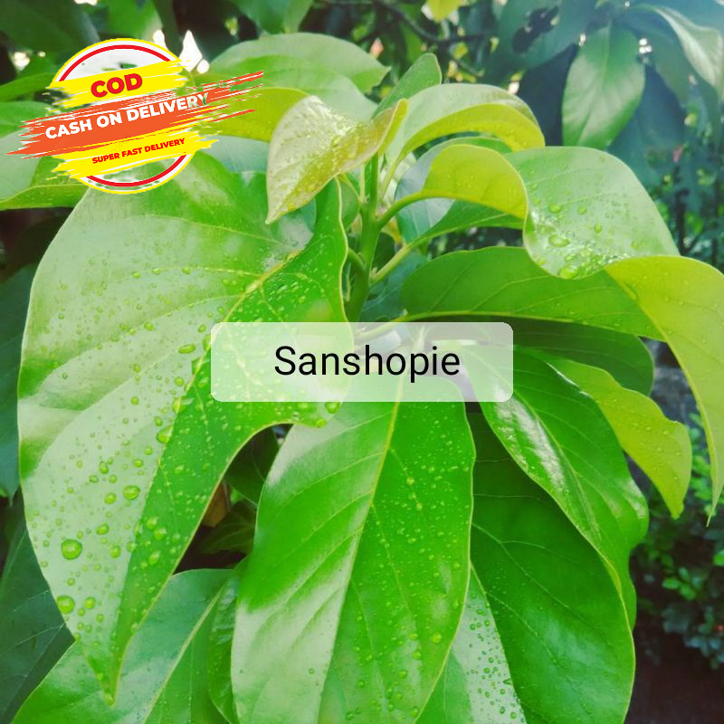 

Daun Alpukat Segar Paket Per 1 kg