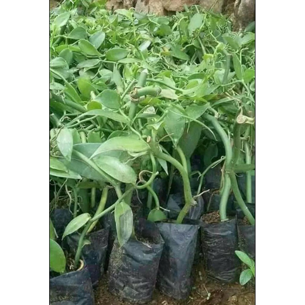 SEDIA BIBIT VANILI PLANI UNGGUL EMAS HIJAU BIBIT / BIJI / BENIH PRODUCT