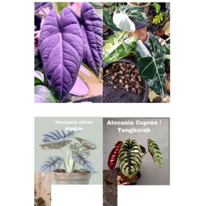 tanaman hias alocasia promo paket hemat 4 bibit bonggol