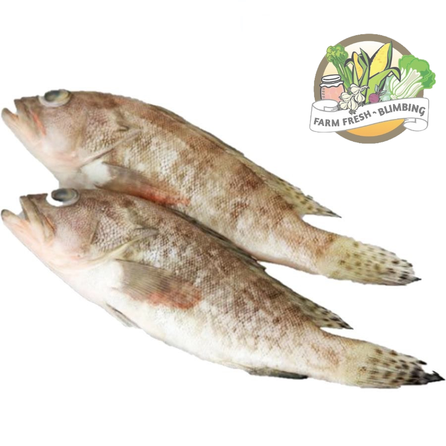 

Ikan Kerapu 270-330gr Farm Fresh