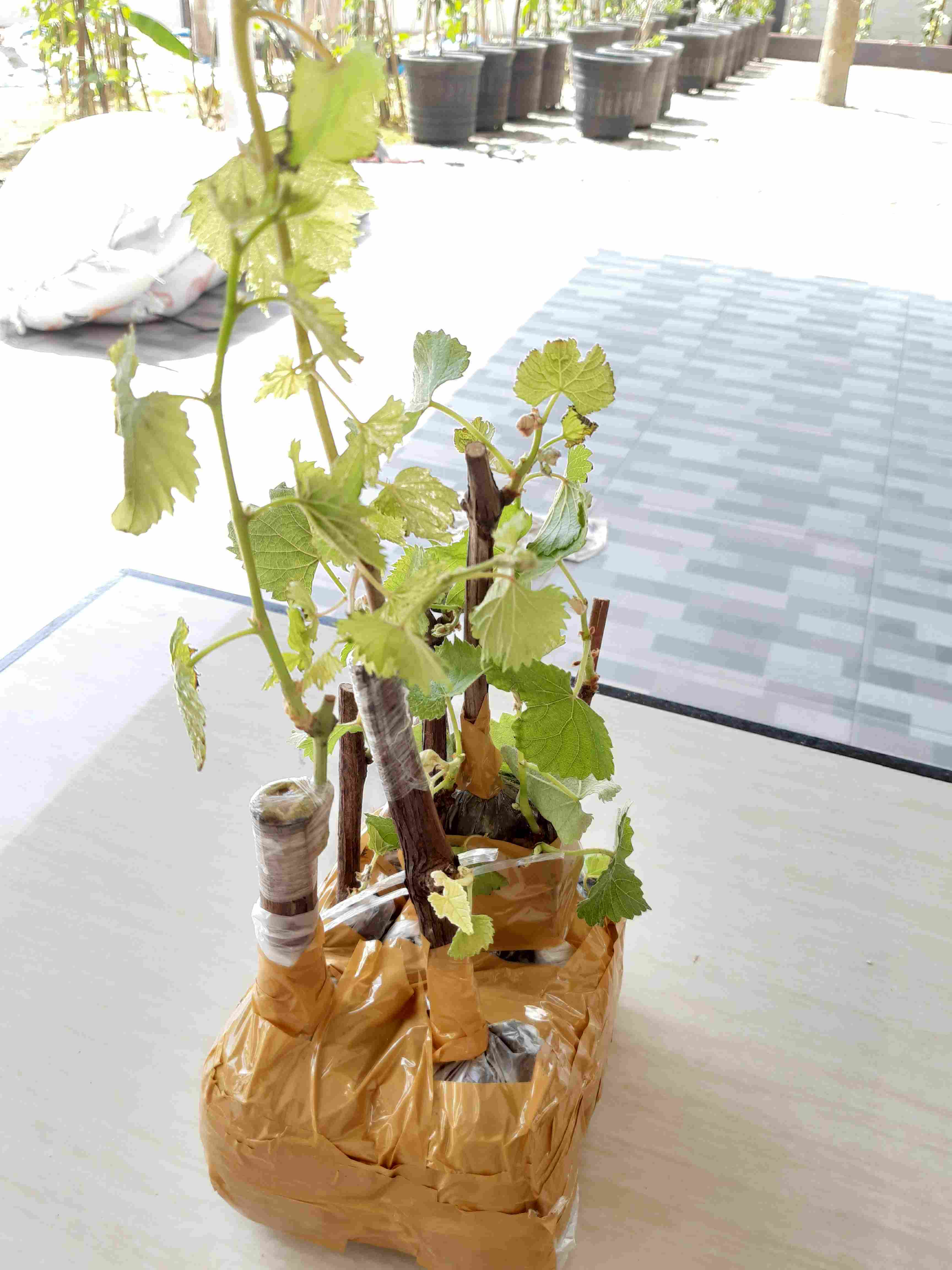 Bibit Buah Anggur Red Prince Stek