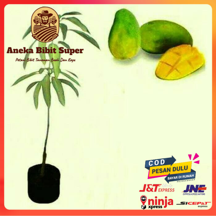 Bibit tanaman buah Mangga Gadung