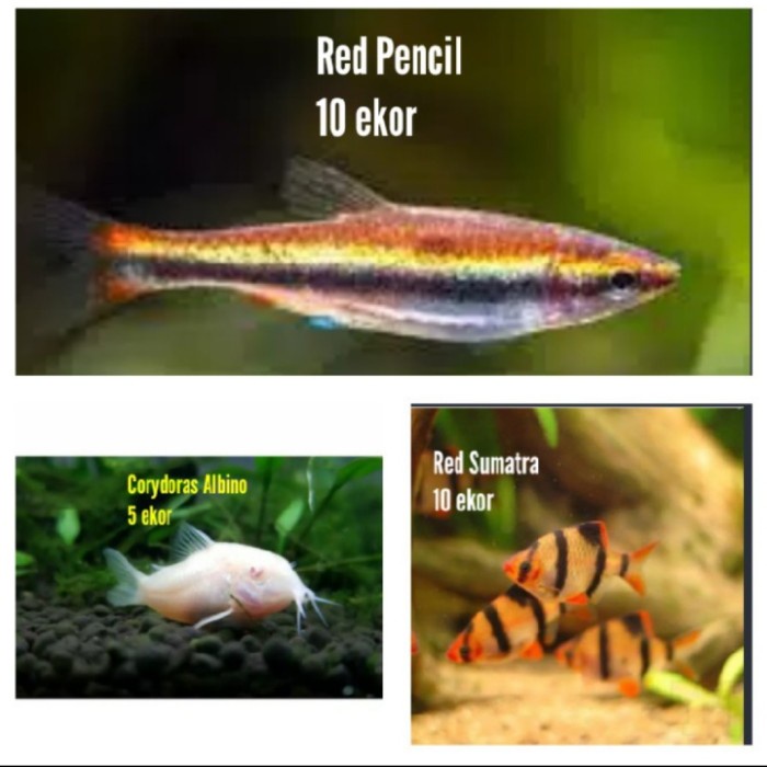 

Paket ikan/ ikan hias /aquascape