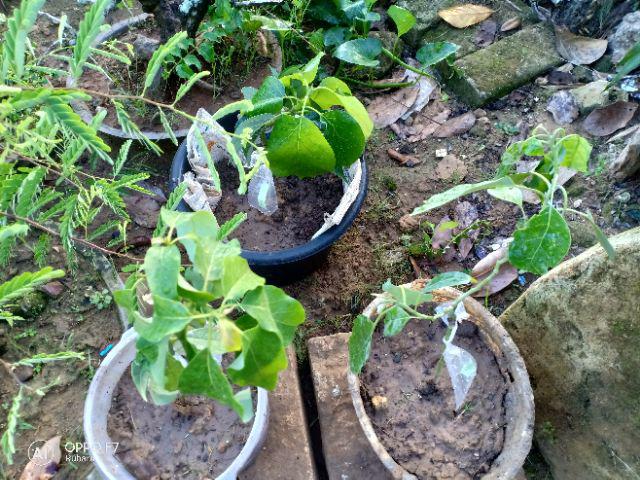 Promo 3batang Bibit Tanaman Buah Alpukat Kendil Tinggi 50cm