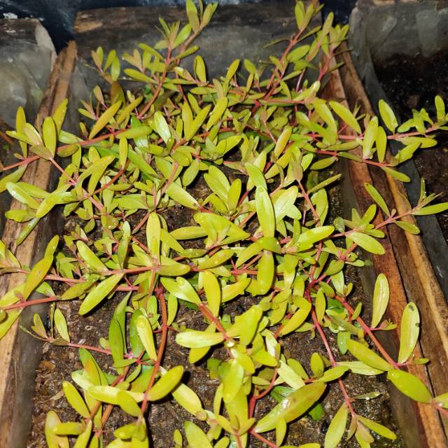 

Nesaea Pedicellata Golden