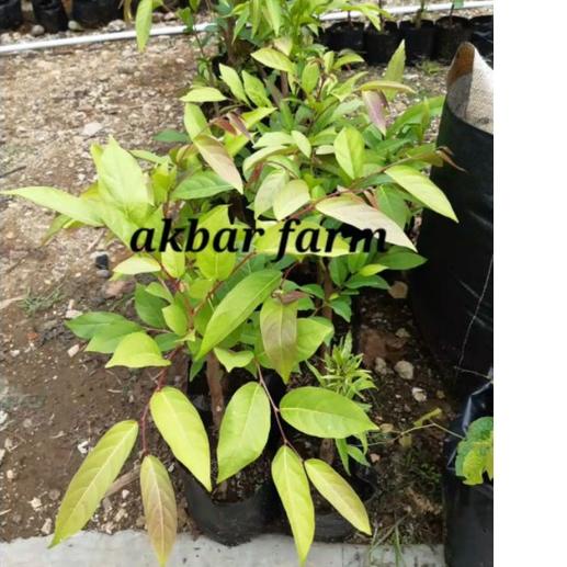 

【Penjualan Terbaik】✅COD bibit pohon mareme sudah tumbuh akar beli 5 gratis 1 produck vyralral