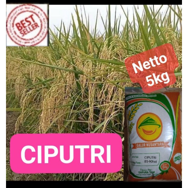Benih Padi Galur Unggul CIPUTRI(ciherang malai panjang)