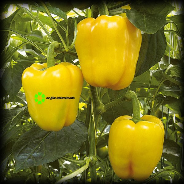 5 Butir Benih Paprika Golden Star Repacking (Known You)