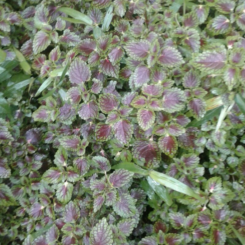 

Daun jawer kotok daun jenger ayam herbal