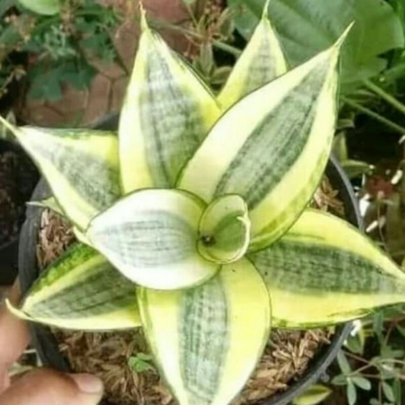 tanaman-sensivera-mini-golden