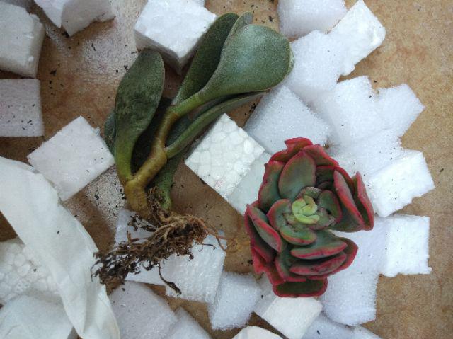 Tanaman Hias Sukulen/succulent Crasulla Arborescens