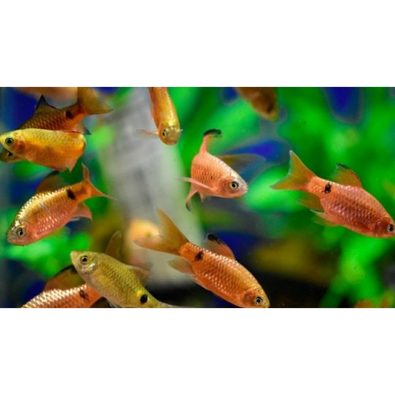 Ikan hias Barbir