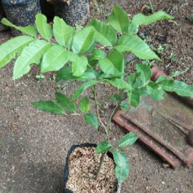 Bibit kelengkeng satu jari