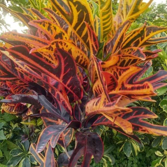 Bibit tanaman hias puring jet merah Shopee Indonesia Bibit tanaman hias puring jet merah Shopee Indonesia