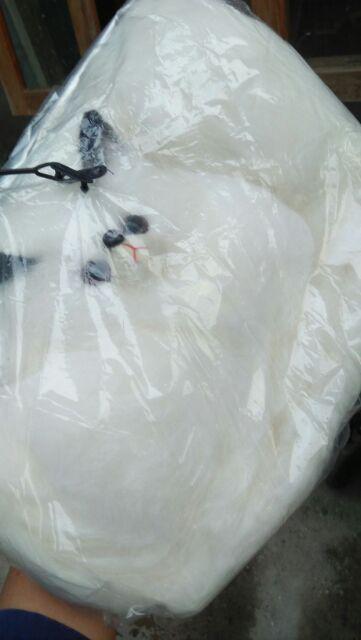 Tempat Tisue Kucing Imut