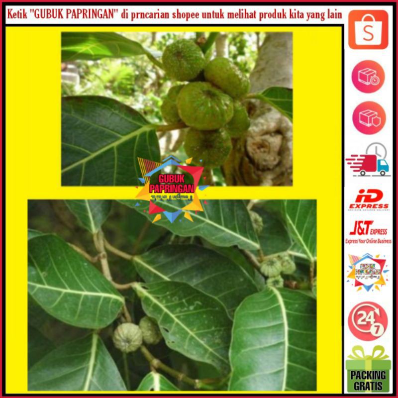 

Herbal daun awar awar 100gram beli banyak harga grosir