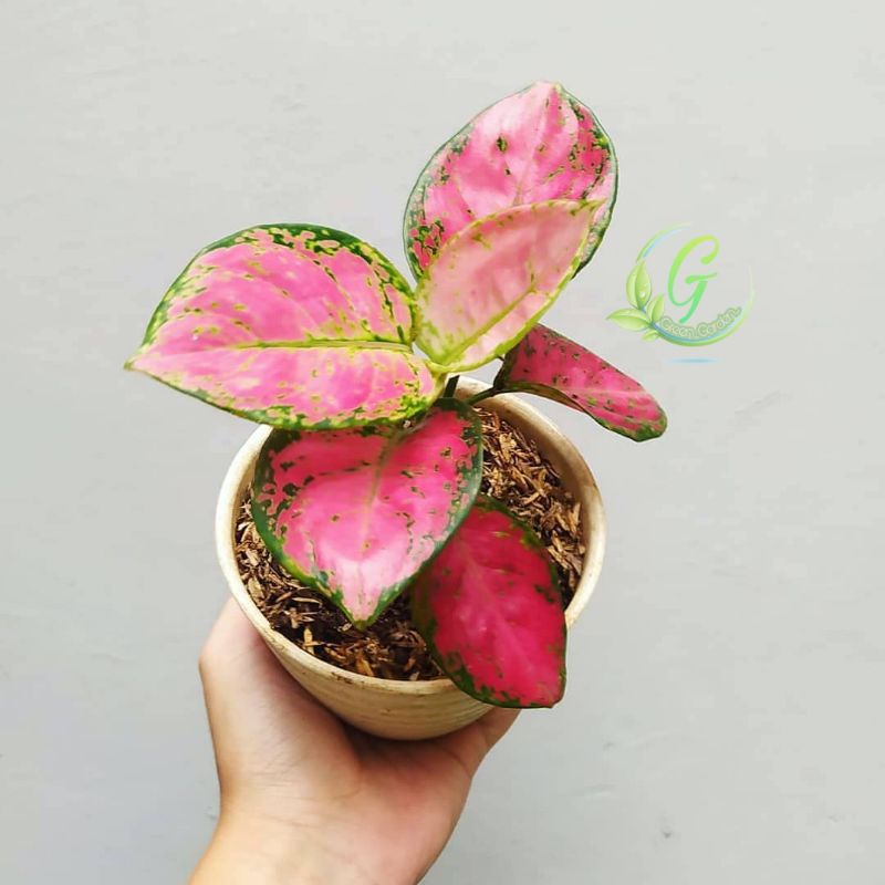 Aglonema Dut Anjamani (remaja5-6daun) - Aglonema Dud anjamani - Aglo dut anja