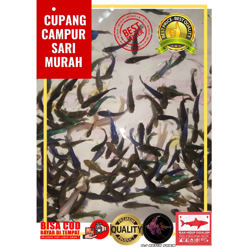 CUPANG CENDOLAN campur pengambilan 5 ek0r packing