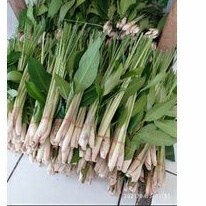 

paket salam sereh/ikat