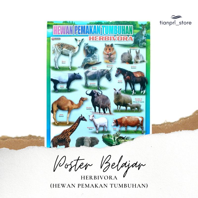 

POSTER BELAJAR MENGENAL HEWAN HERBIVORA