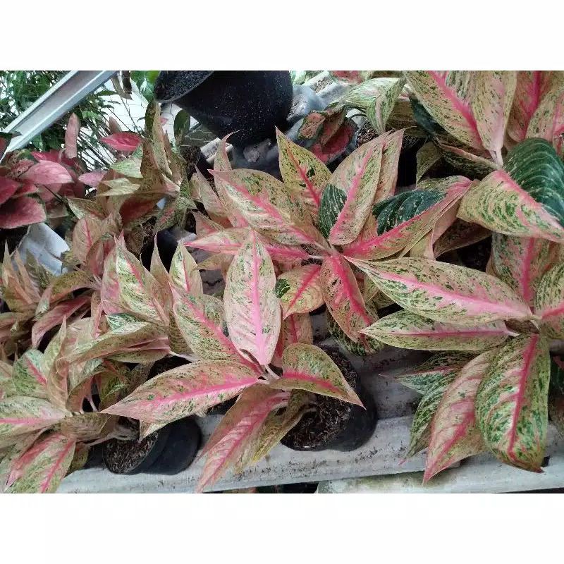 TANAMAN HIAS AGLONEMA LEGACY INDUKAN // LEGACY INDUK