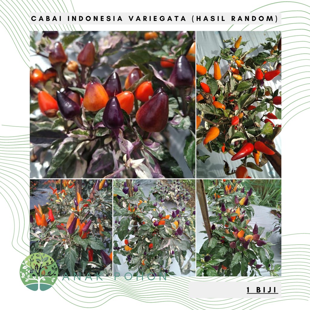 Benih Bibit Biji - Cabai Indonesia Variegata (Hasil Buah Bervariasi) Rainbow Pepper Seeds