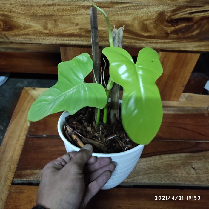 real pict Tanaman philo golden violin | philodendron golden violin