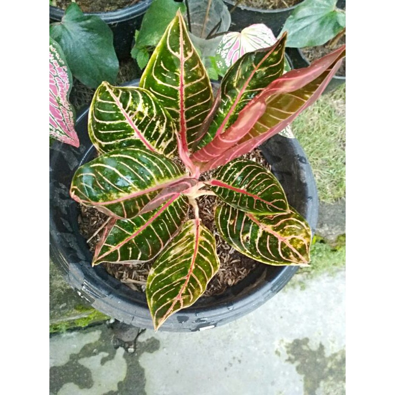 Aglonema Red Sumatra murah