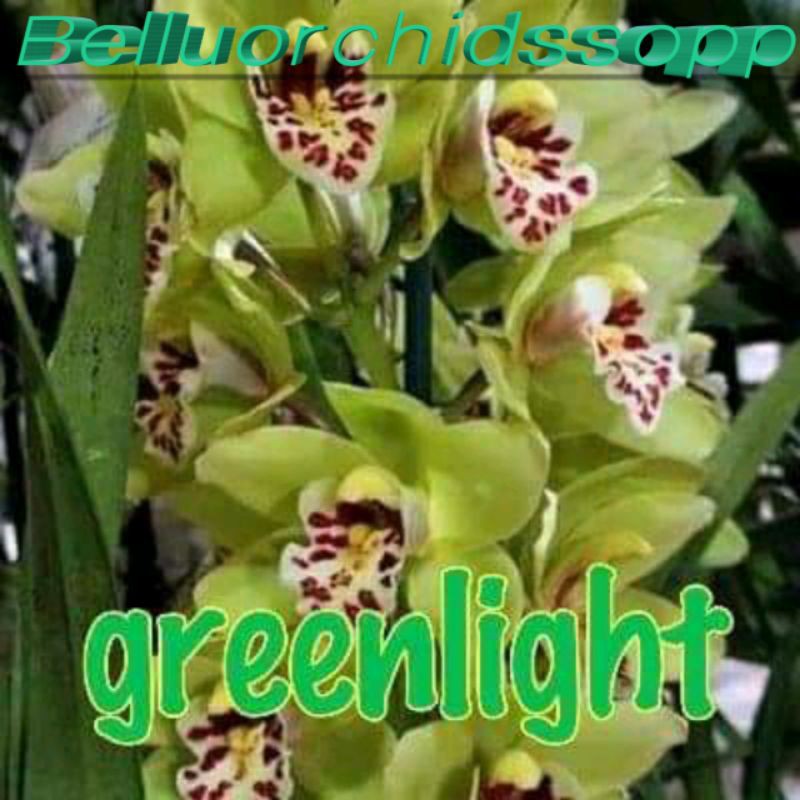 Bibit Anggrek Tanah Cimbidium (Anggrek Tanah)