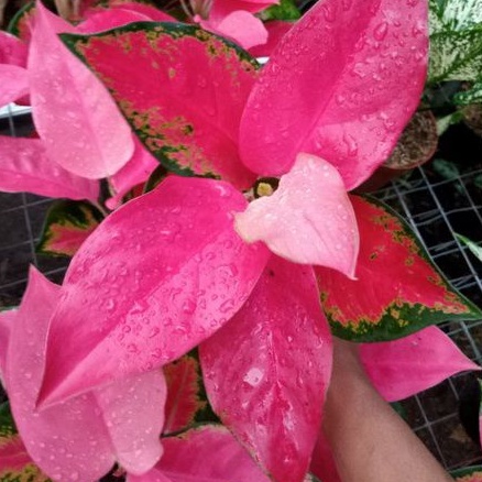 Aglonema pink Majesty Spesial Daun 8-9-10++