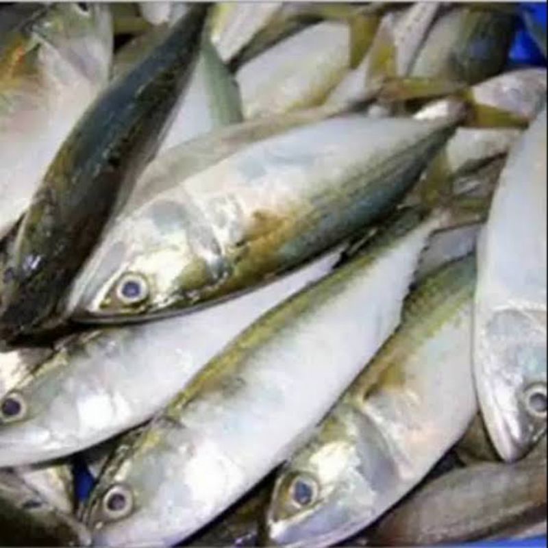 

Ikangembung