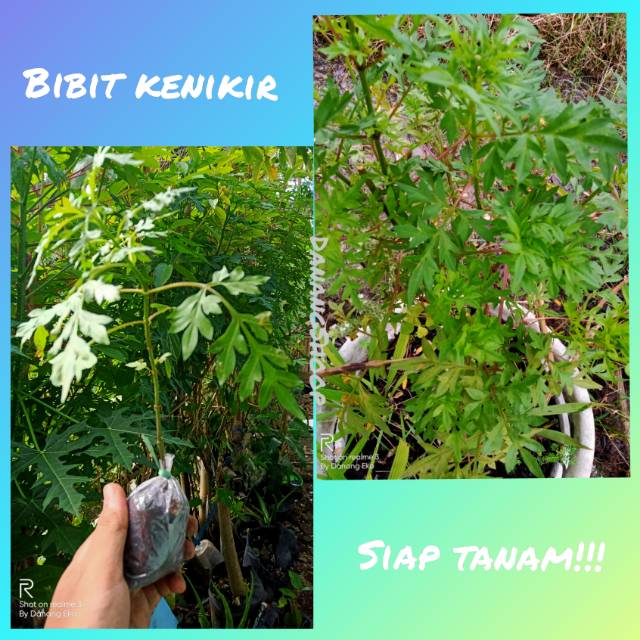 Bibit kenikir sayur pilihan / kenikir Sayur ( bonus tambahan )