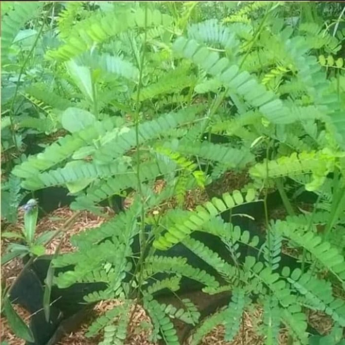 Pohon Saga - Bibit Tanaman Pohon Saga