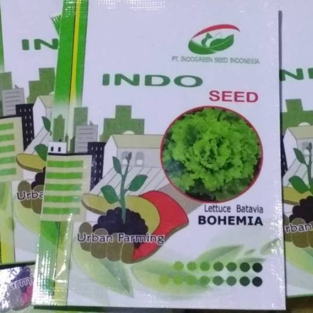 Benih Selada Bohemia , Selada Keriting