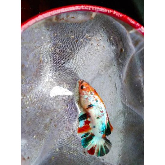 [9WR] Paket  3ekor ikan cupang female nemo emerald ✅
