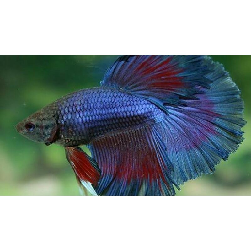 Ikan Cupang Halfmoon Size M