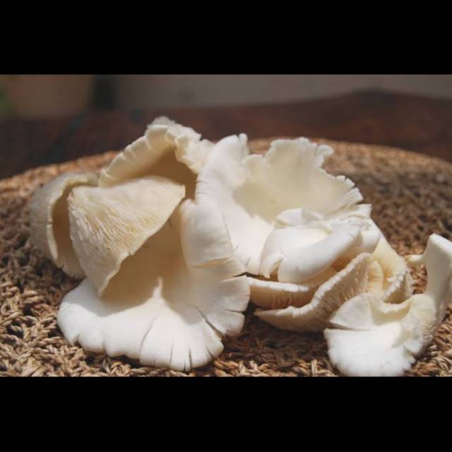 

Jamur Kuping 100gr