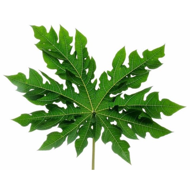 

DAUN PEPAYA 1 ikat