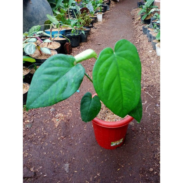tanaman syngonium chiapense