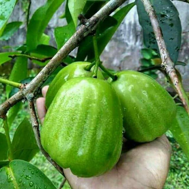 Bibit JAMBU AIR KIOJOK Pohon Tanaman Buah JAMBU AIR HIJAU MANIS cepat berbuah